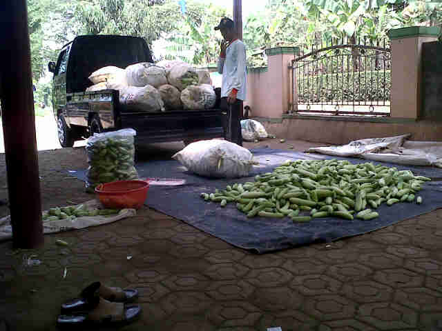 Yupiter Panen Lagi Di Bojong Haleuang